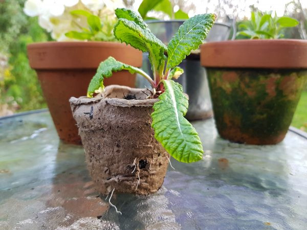 50 Biodegradable Paper Seed Pots