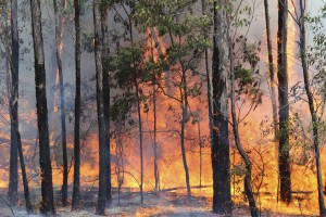 Bushfire Planning