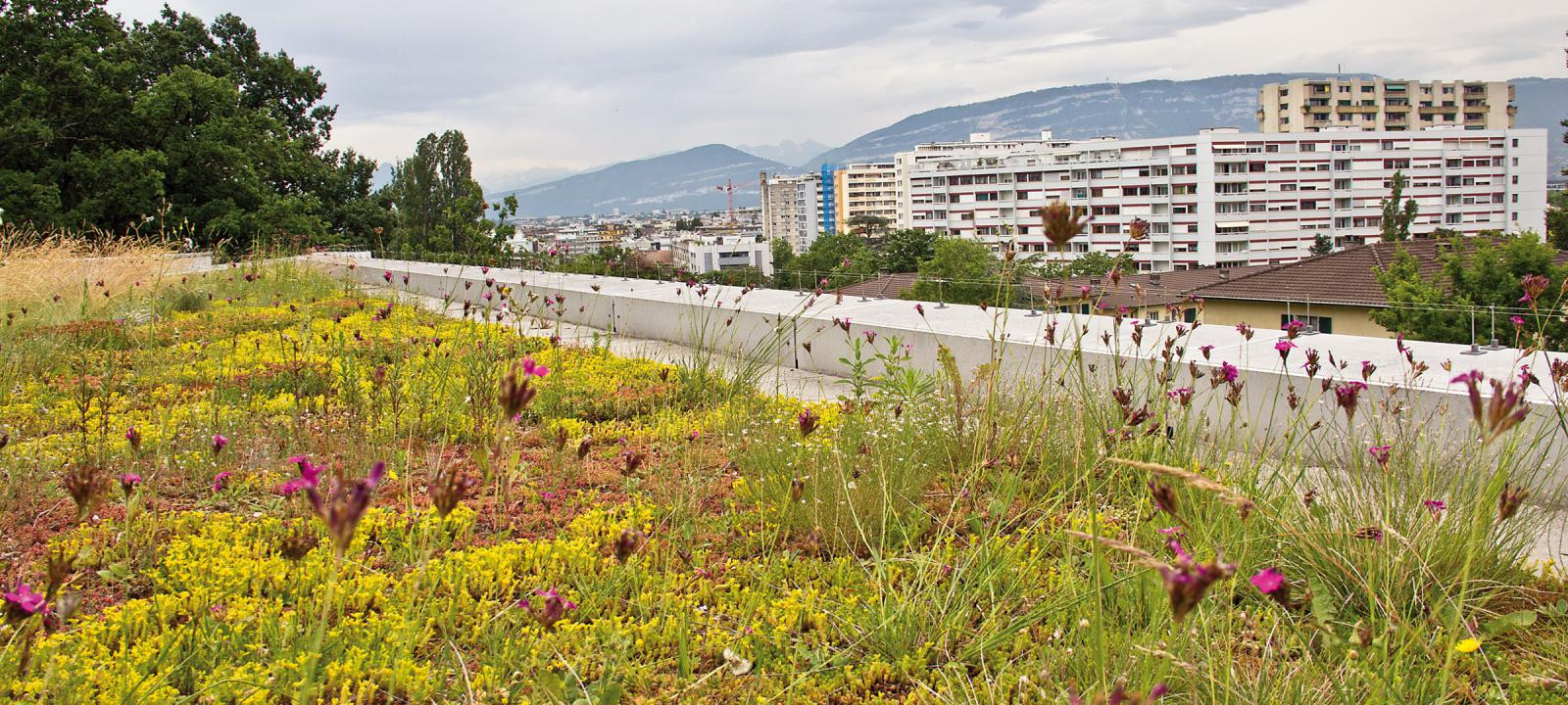 Extensive Green Roof - 0°- Green Roofs