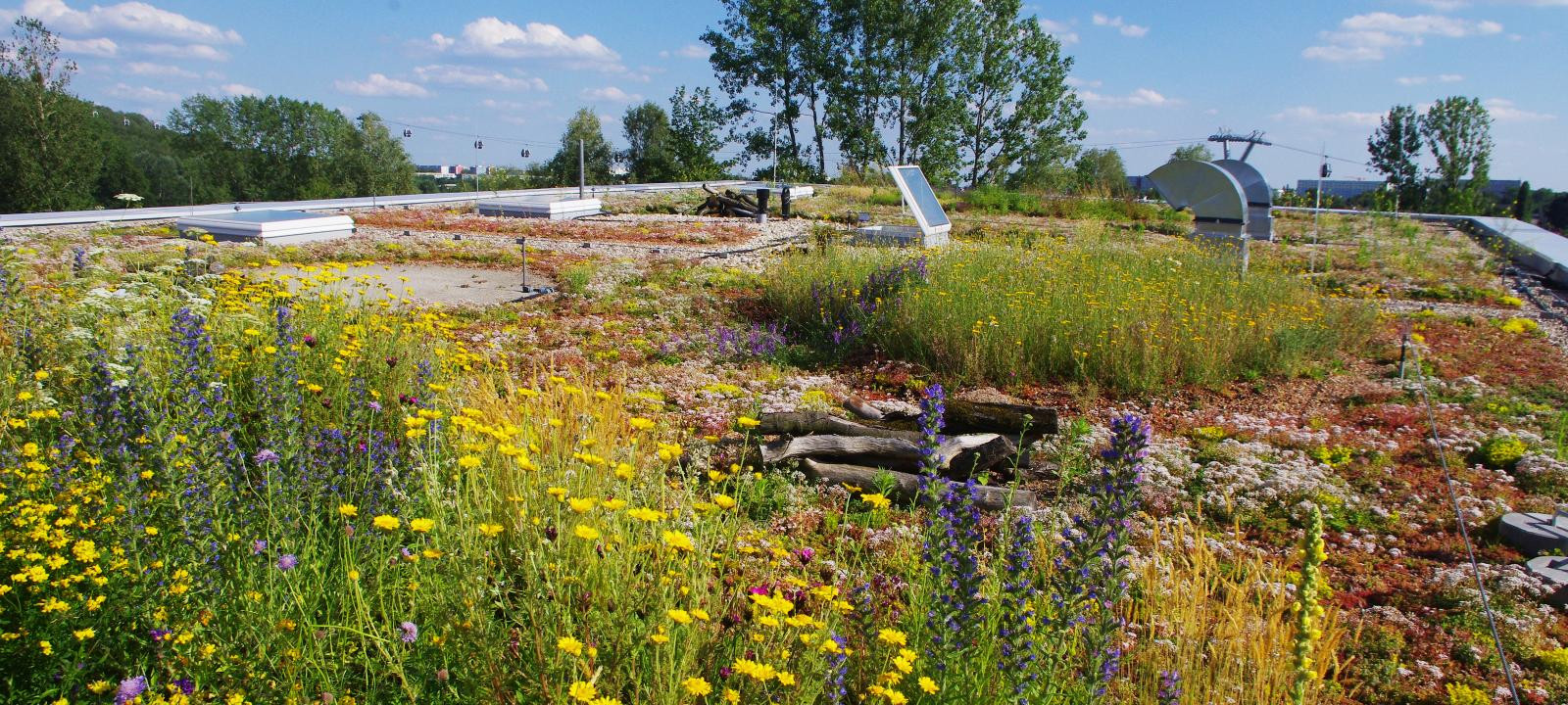 Extensive Green Roof - Biodiverse Green Roofs