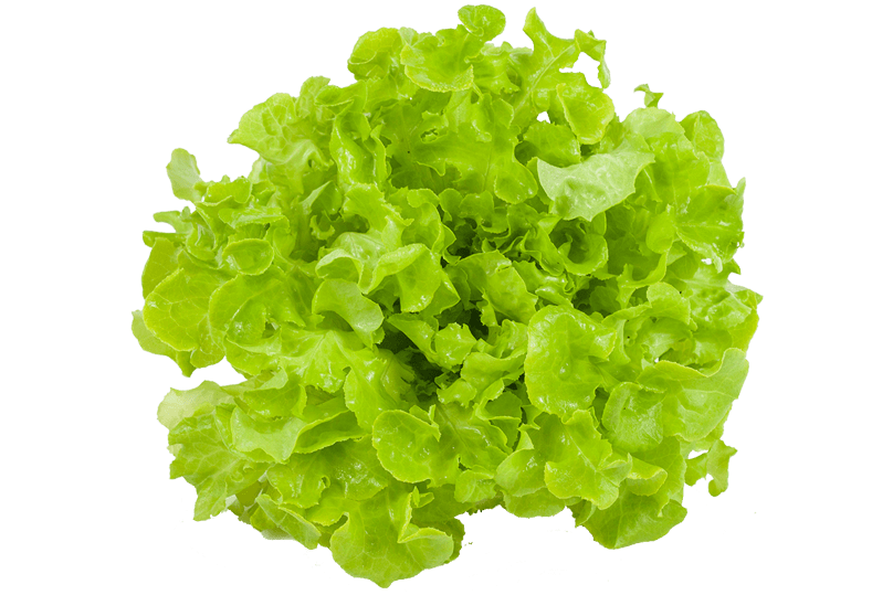 Green Oak Leaf Lettuce