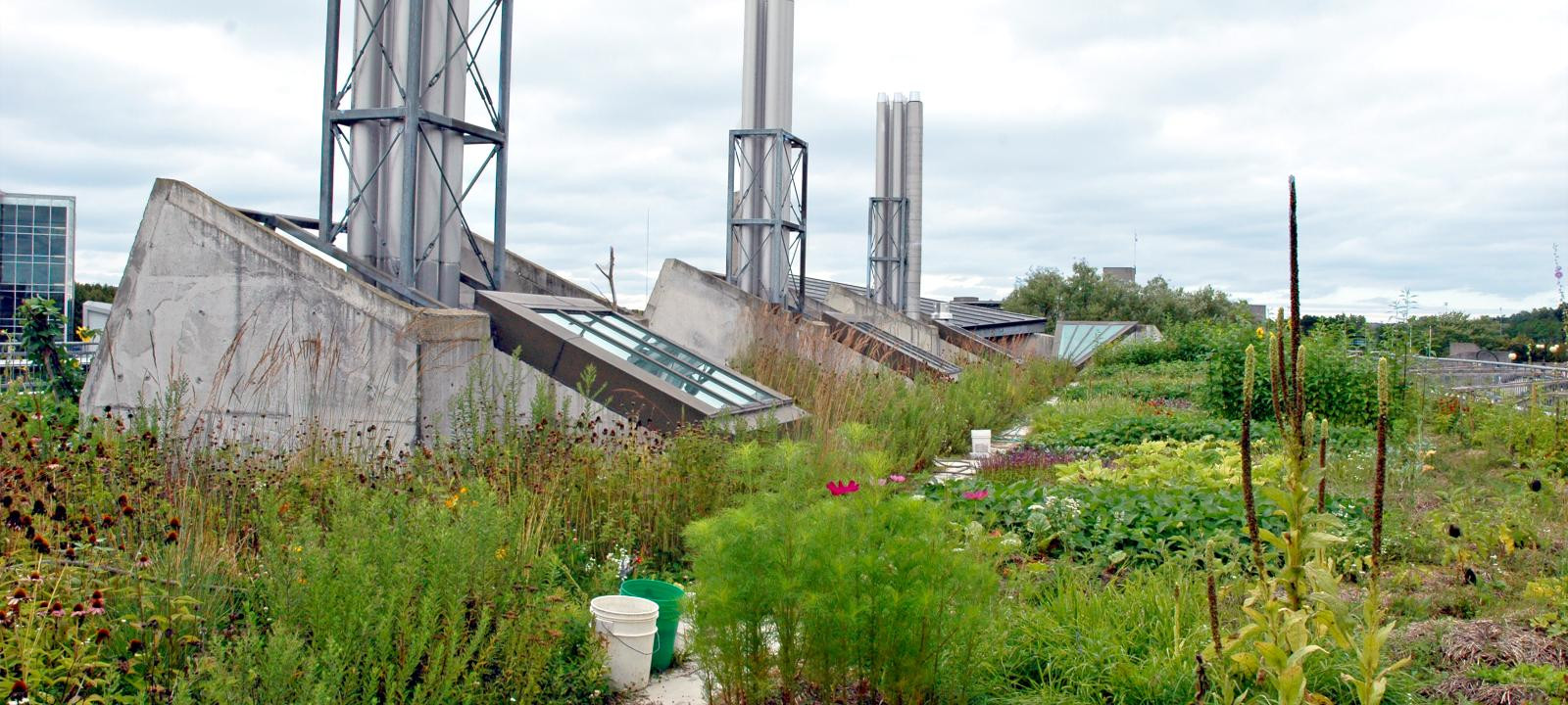 Intensive Green Roofs - Urban Rooftop Farming