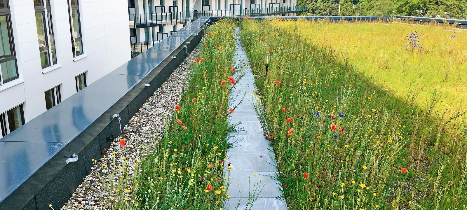 Intensive Green Roofs - Wild Flowers