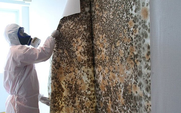 Mold Removal Singapore