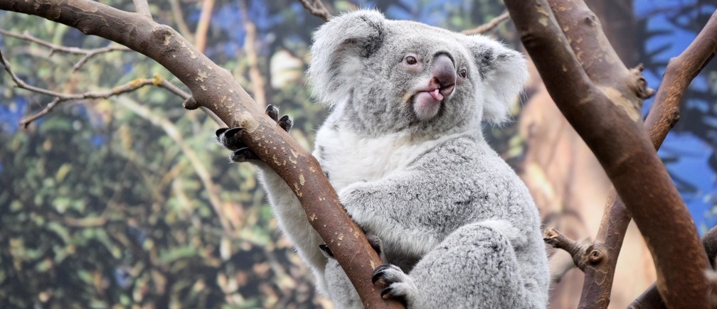 Should koalas be declared an endangered species?