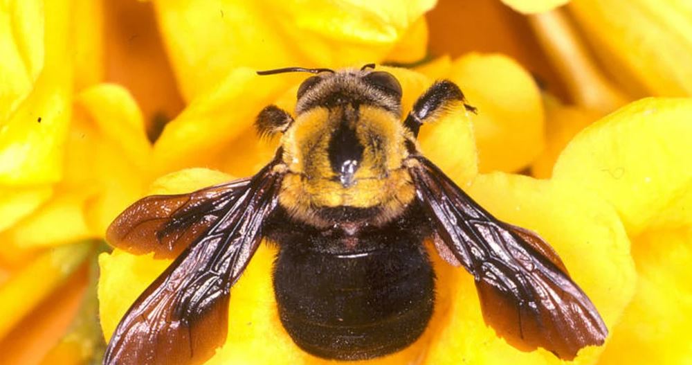 Stingless bee honey discovery could create conservation-friendly business opportunities in Asia Pacific