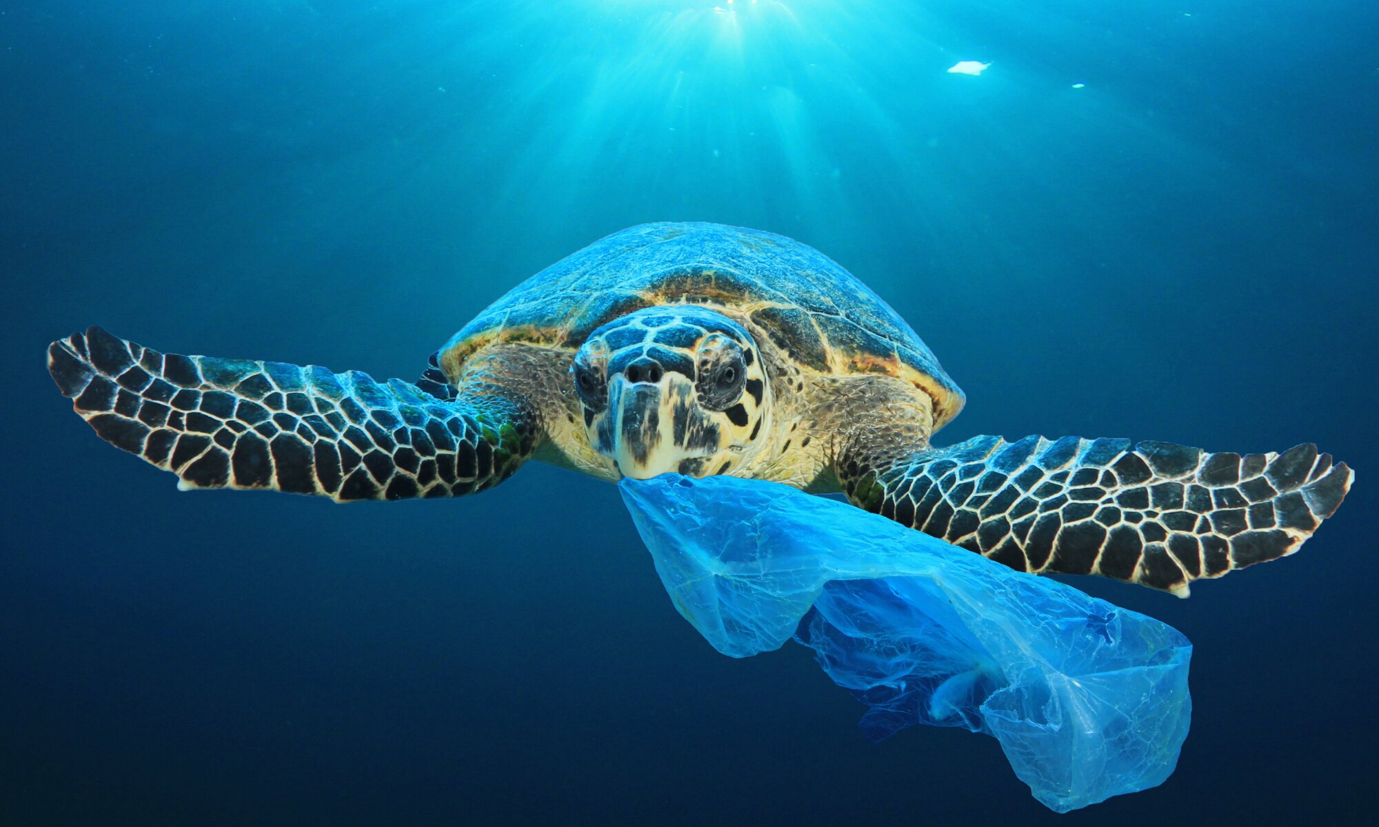 Ocean plastics: The ecological disaster of our time