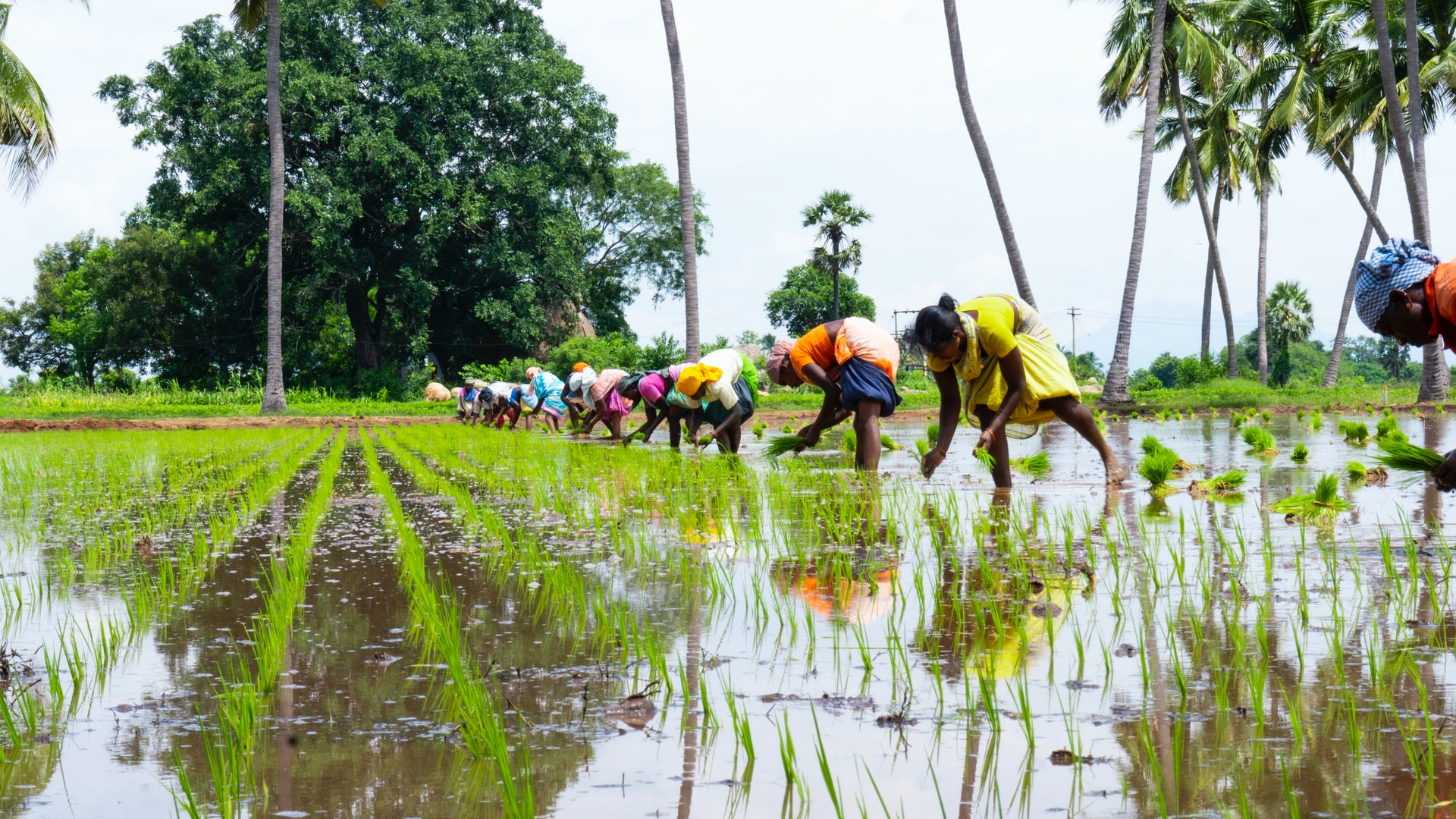 Usage of wastewater and sustainable agriculture can ensure water security in India