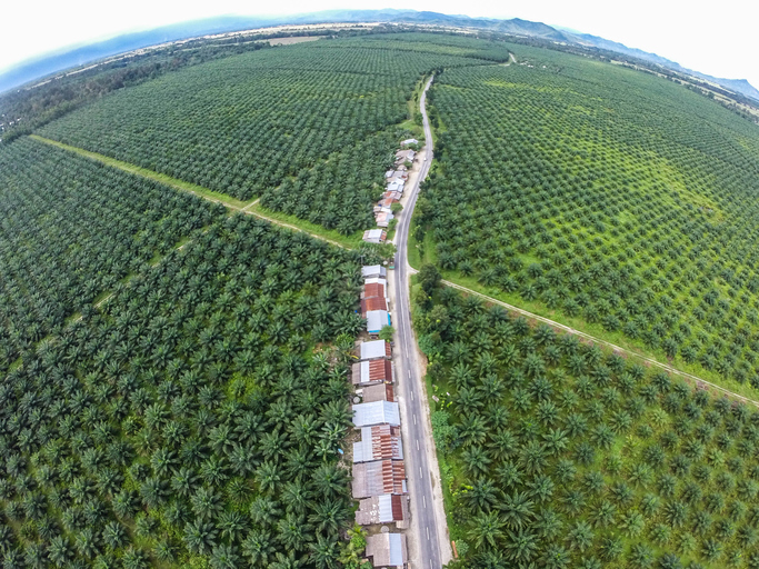 Data-driven platform aims to clear up fog of palm oil traceability