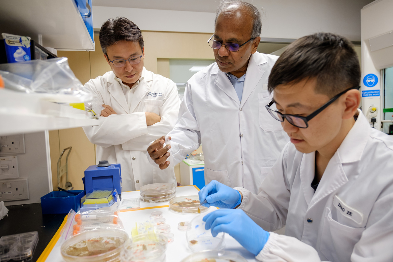 NTU team creates paper made of pollen that can be used to make boxes, straws etc