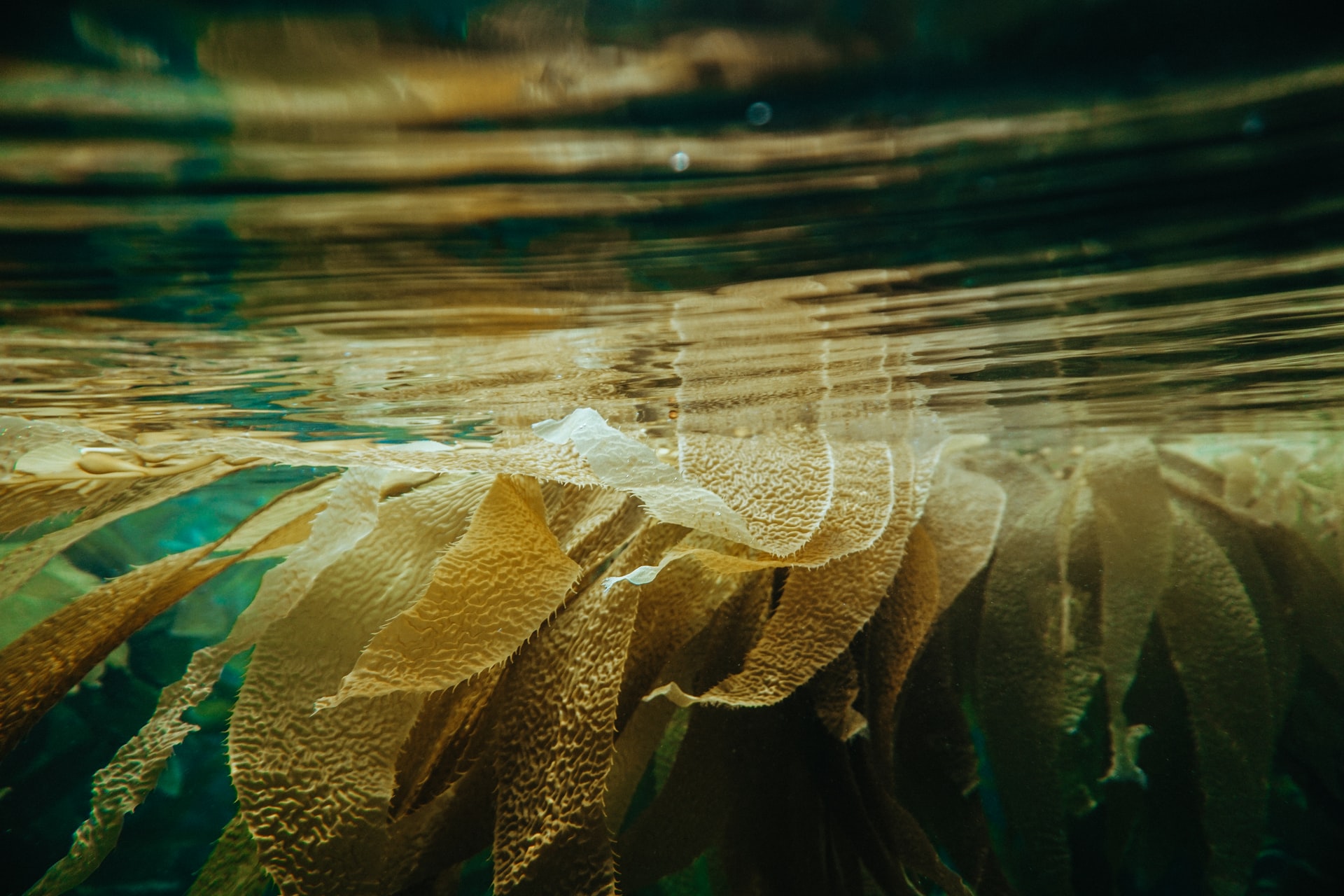 Technion develops eco-friendly method of harvesting energy from seaweed