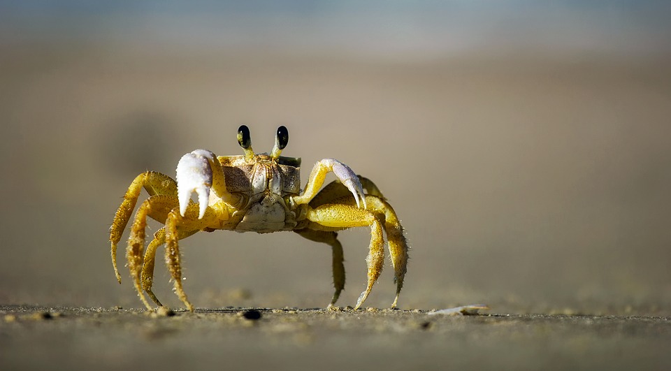 Crab and lobster shells could be used to make renewable batteries