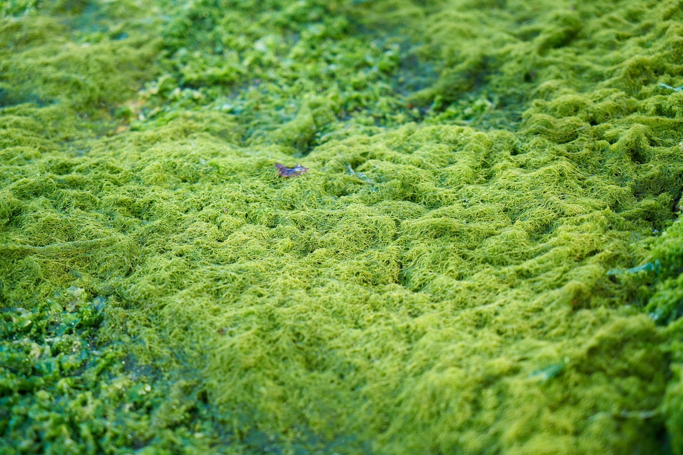 Algae biofuel back from dead, now with carbon capture