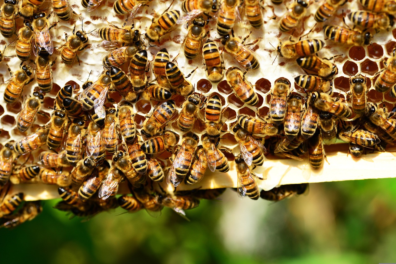 Sweat Success: A Sustainable Approach to Honey Production