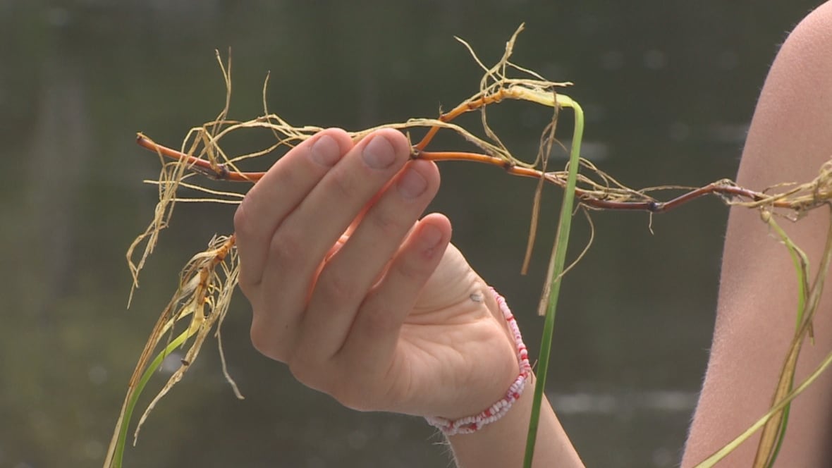 The ‘secret weapon’ in fight against climate change — planting eelgrass