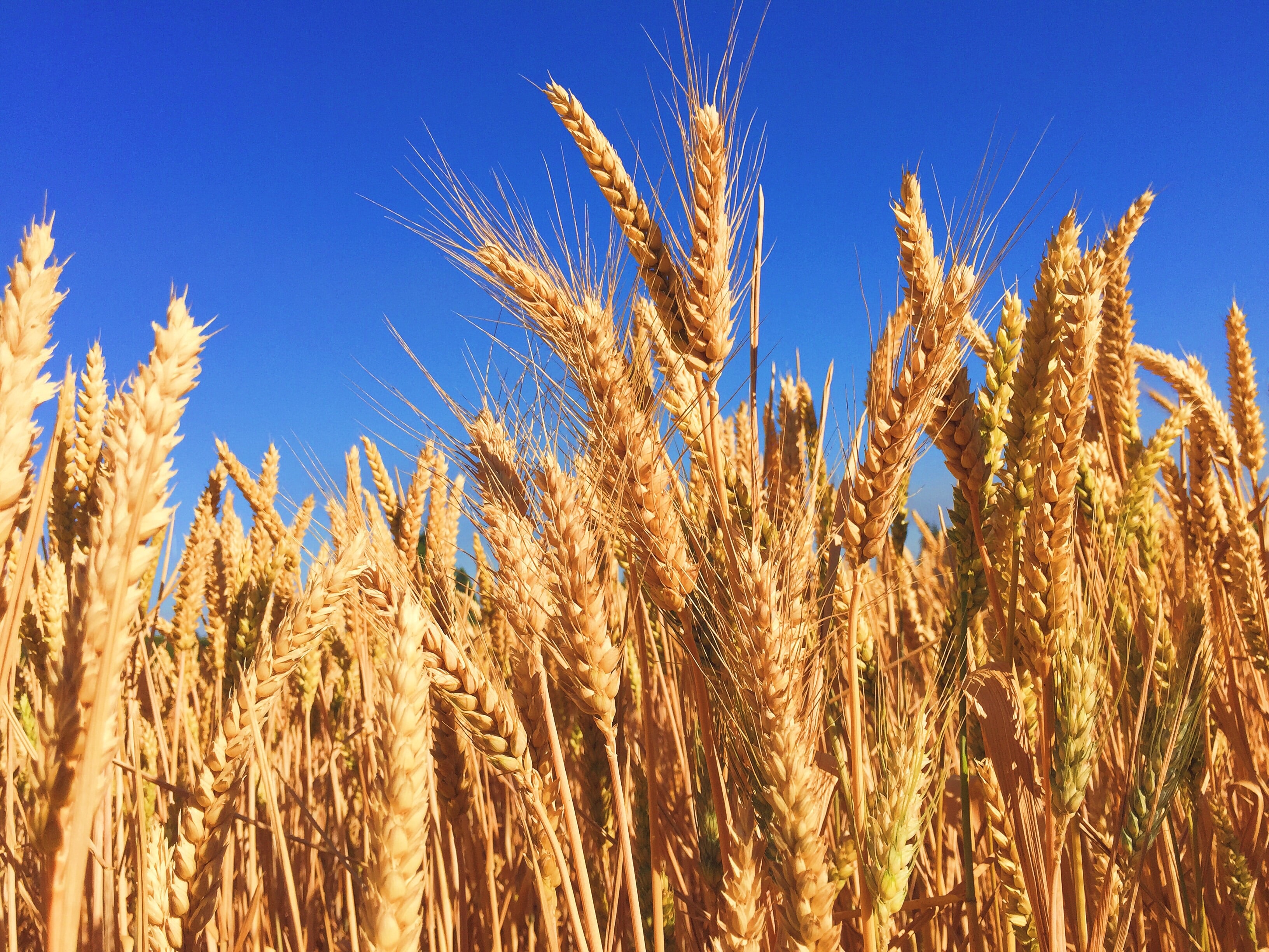 Carlsberg ramps up regenerative farming practices across barley supply chain