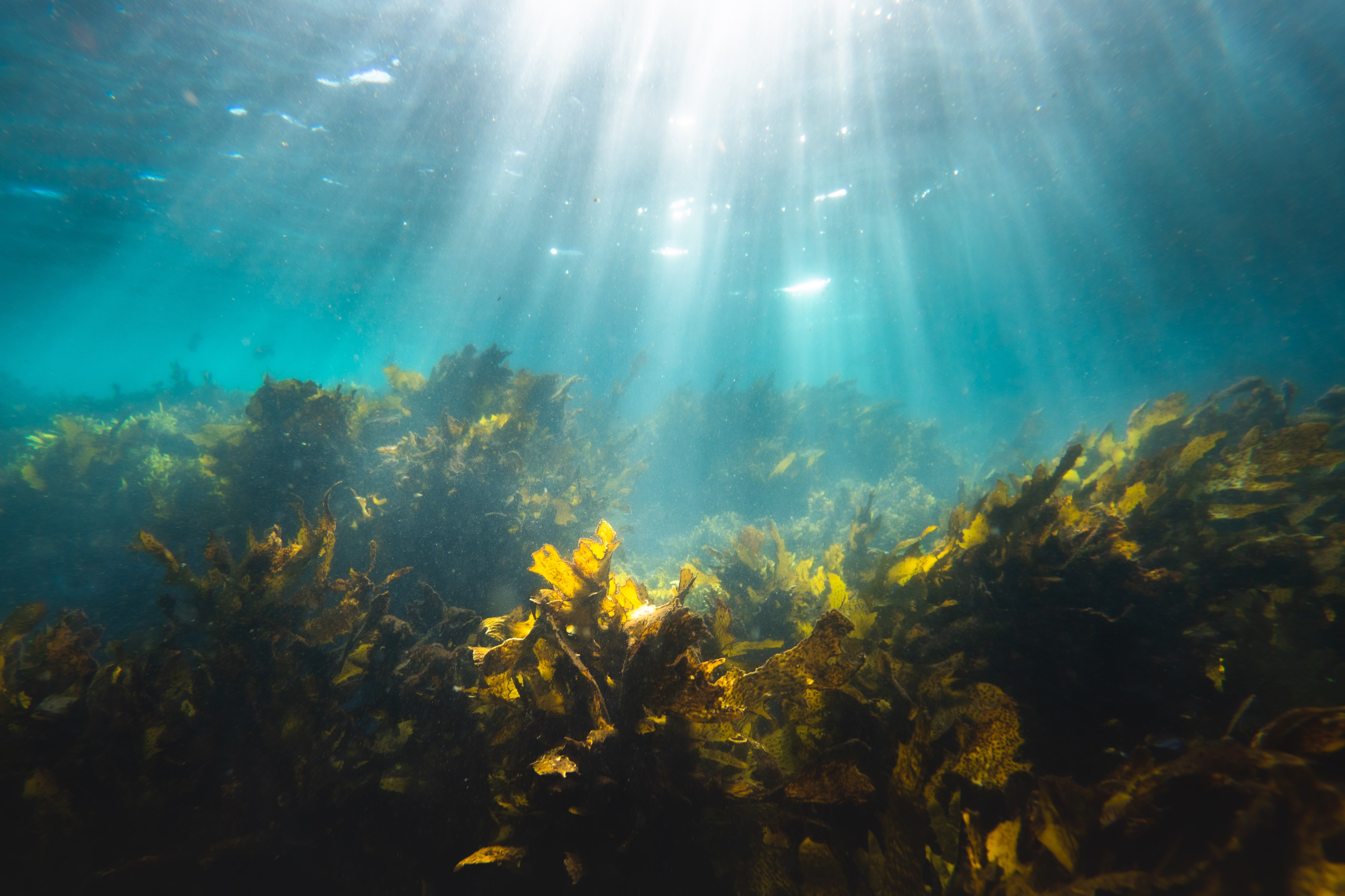 Amazon Invests in Windfarm based Seaweed Aquaculture