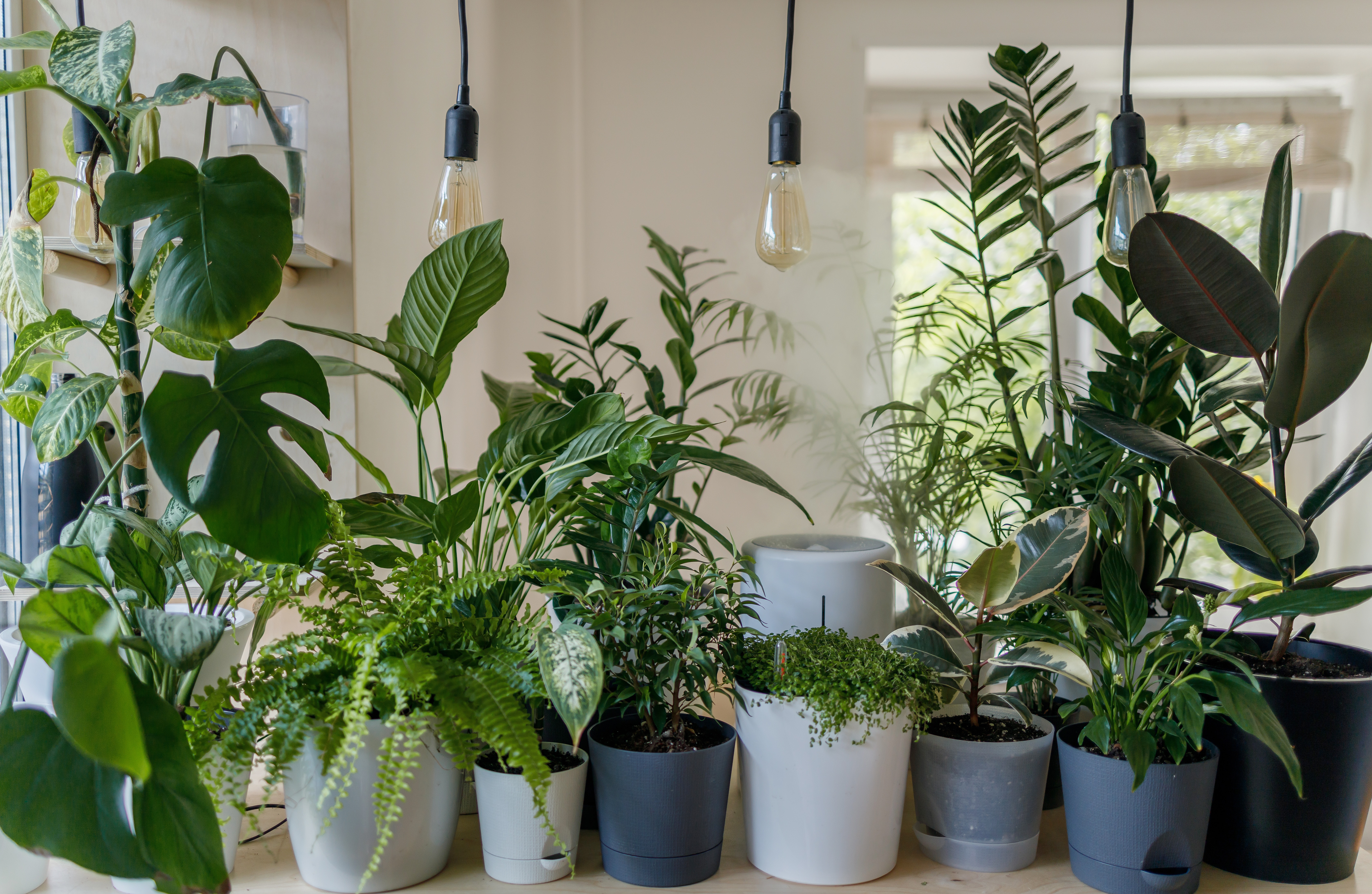 10 Low Maintenance Houseplants for Air Purification
