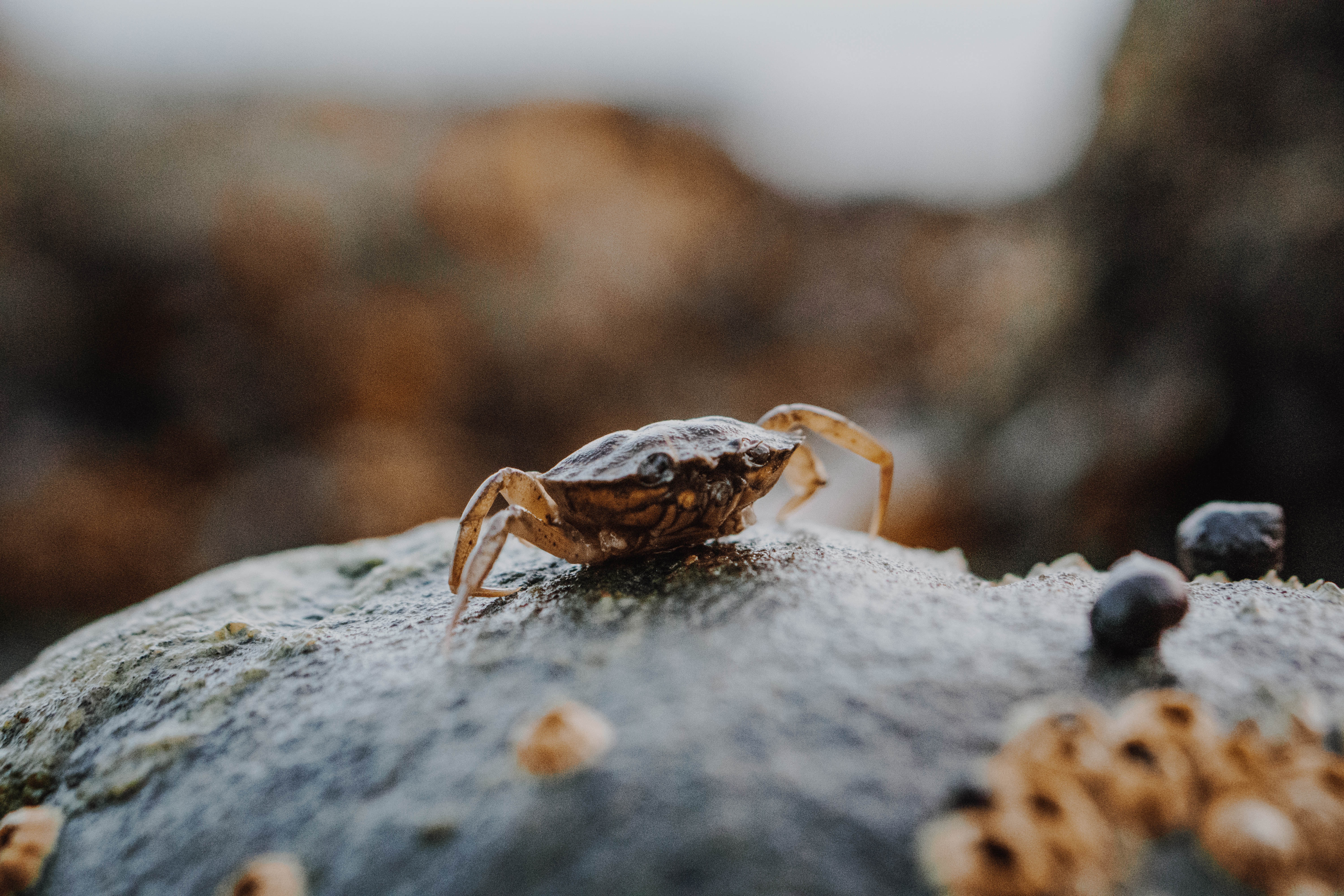 Eco-Friendly Crab Shell BioPlastic Wrap