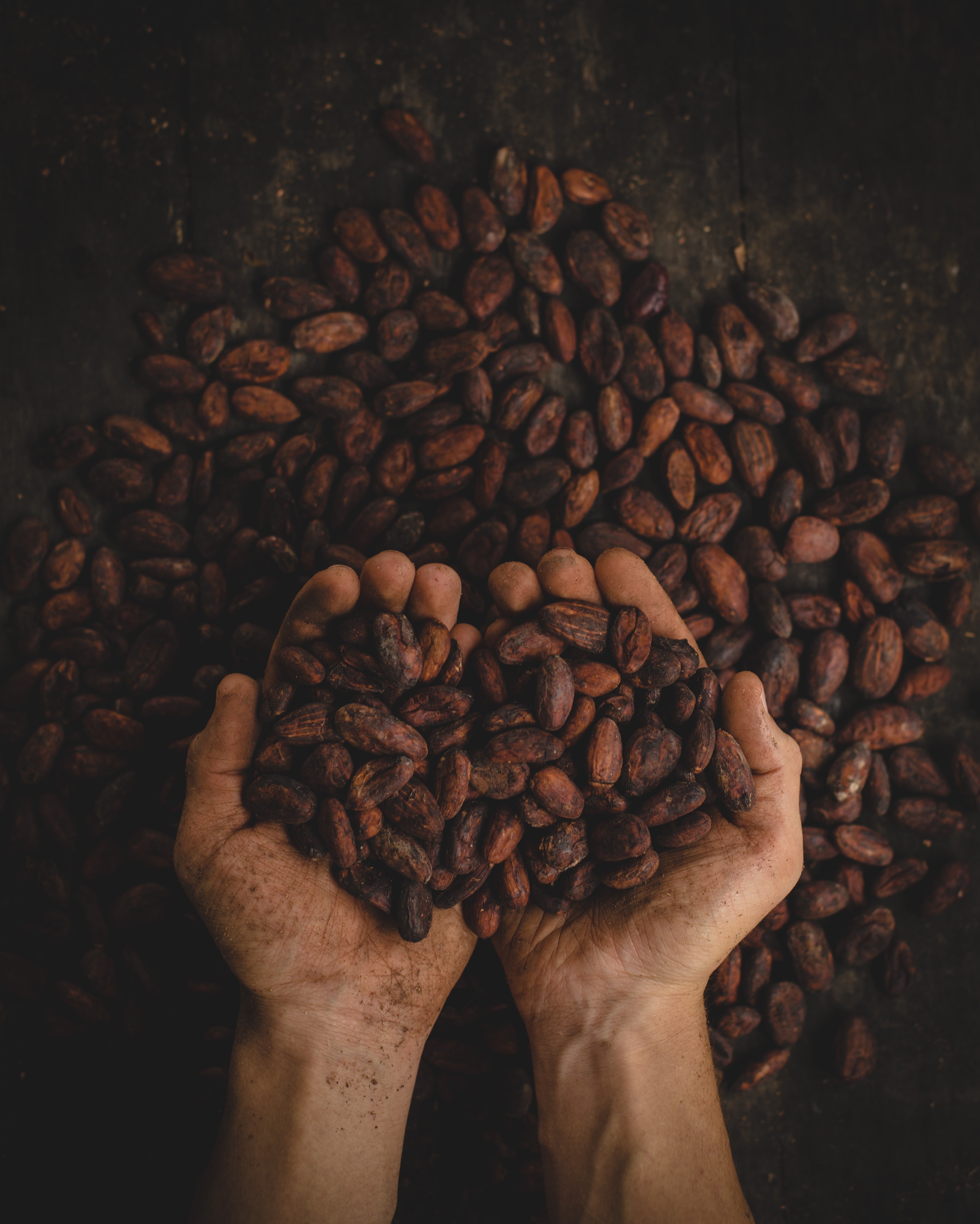 Nestlé & Cargill use cocoa shell in new lowcarbon fertiliser