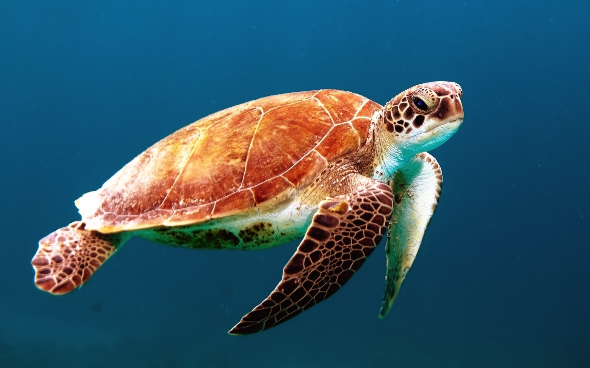 AI to Protect Sea Turtle Populations