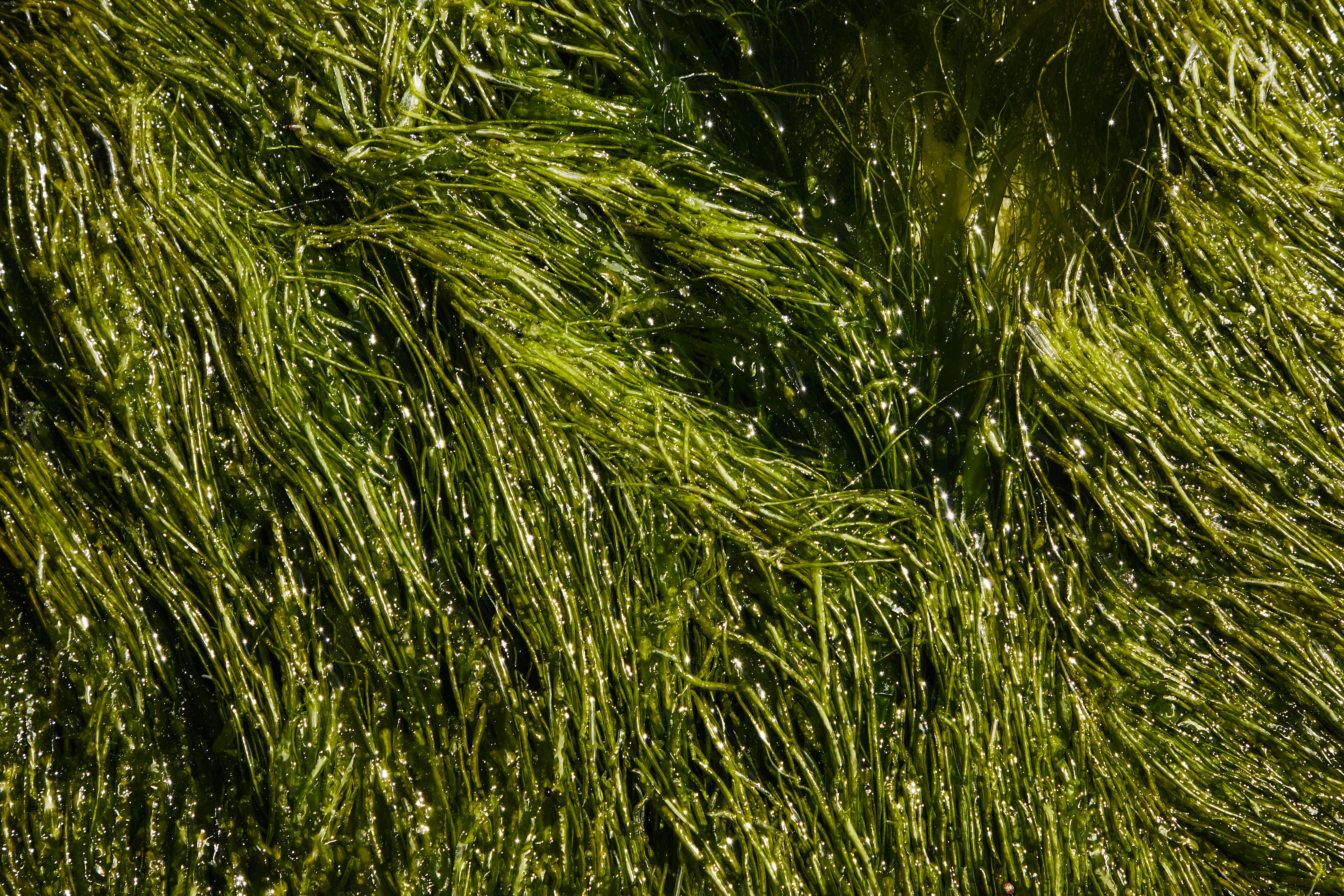 Green dreams: Algae biorefineries could help in the race to net zero