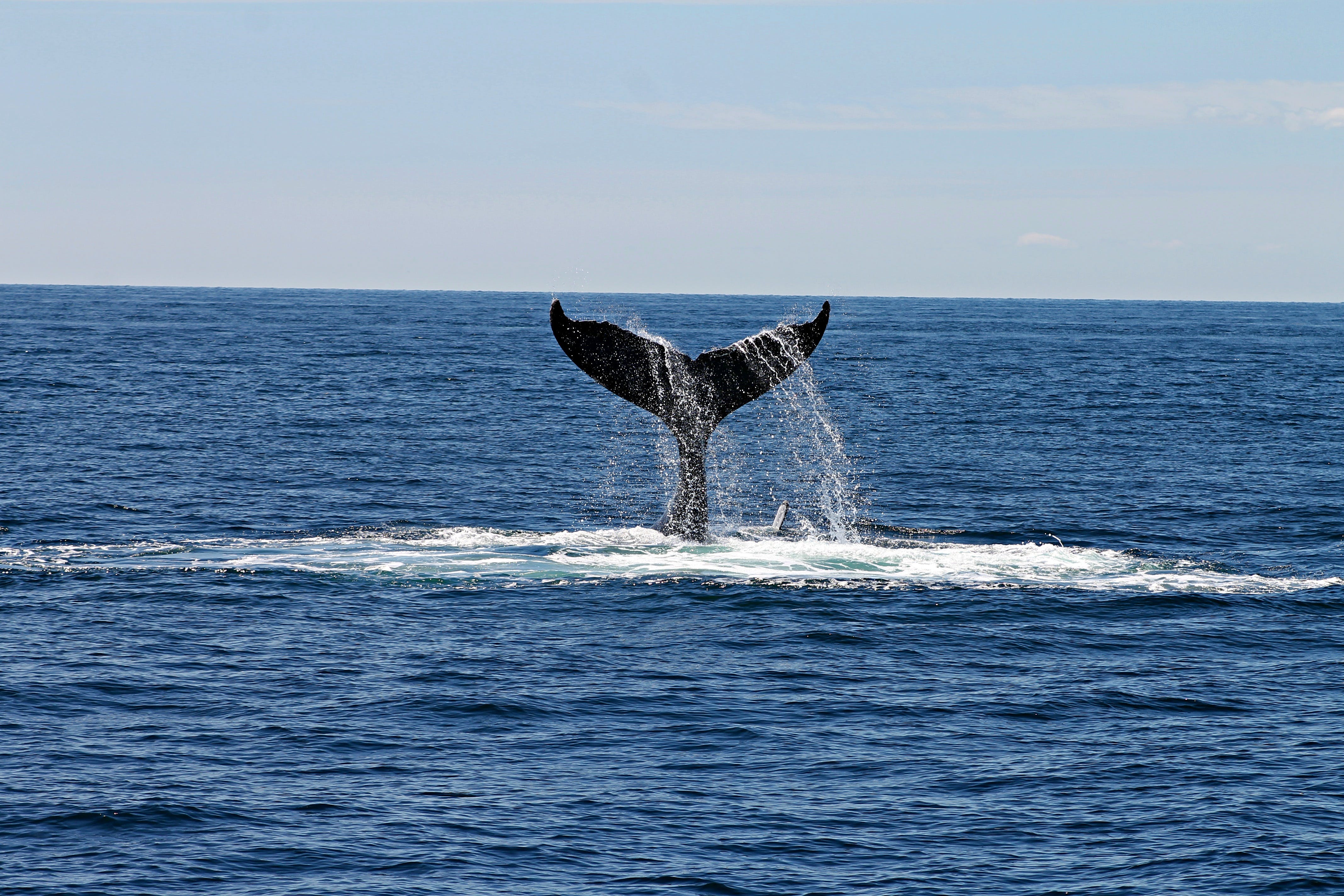 The Importance of Whale Poop to Maintain Healthy Oceans