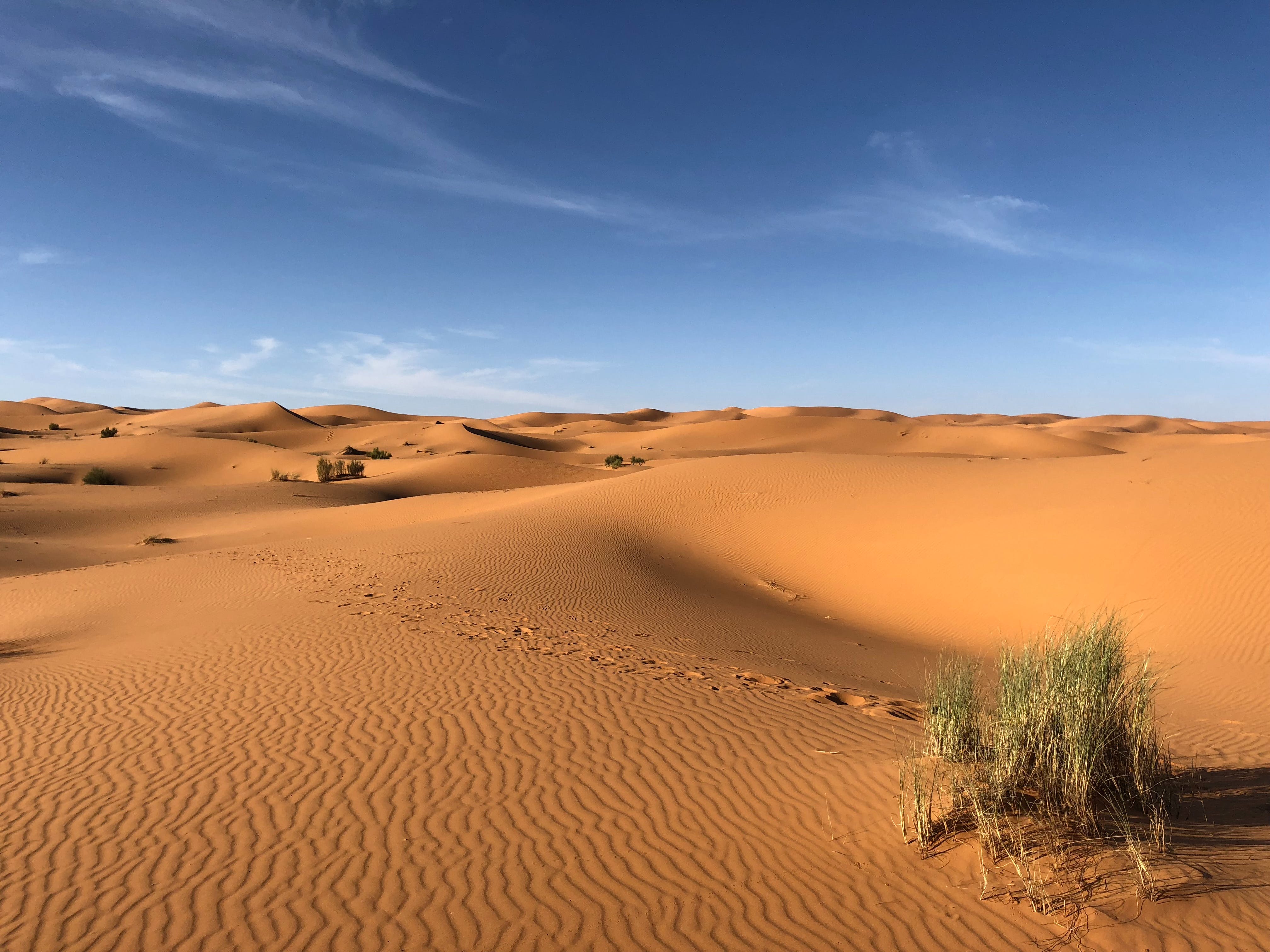 Sahara Circular Gardens Stop Desertification, Provide Food Security