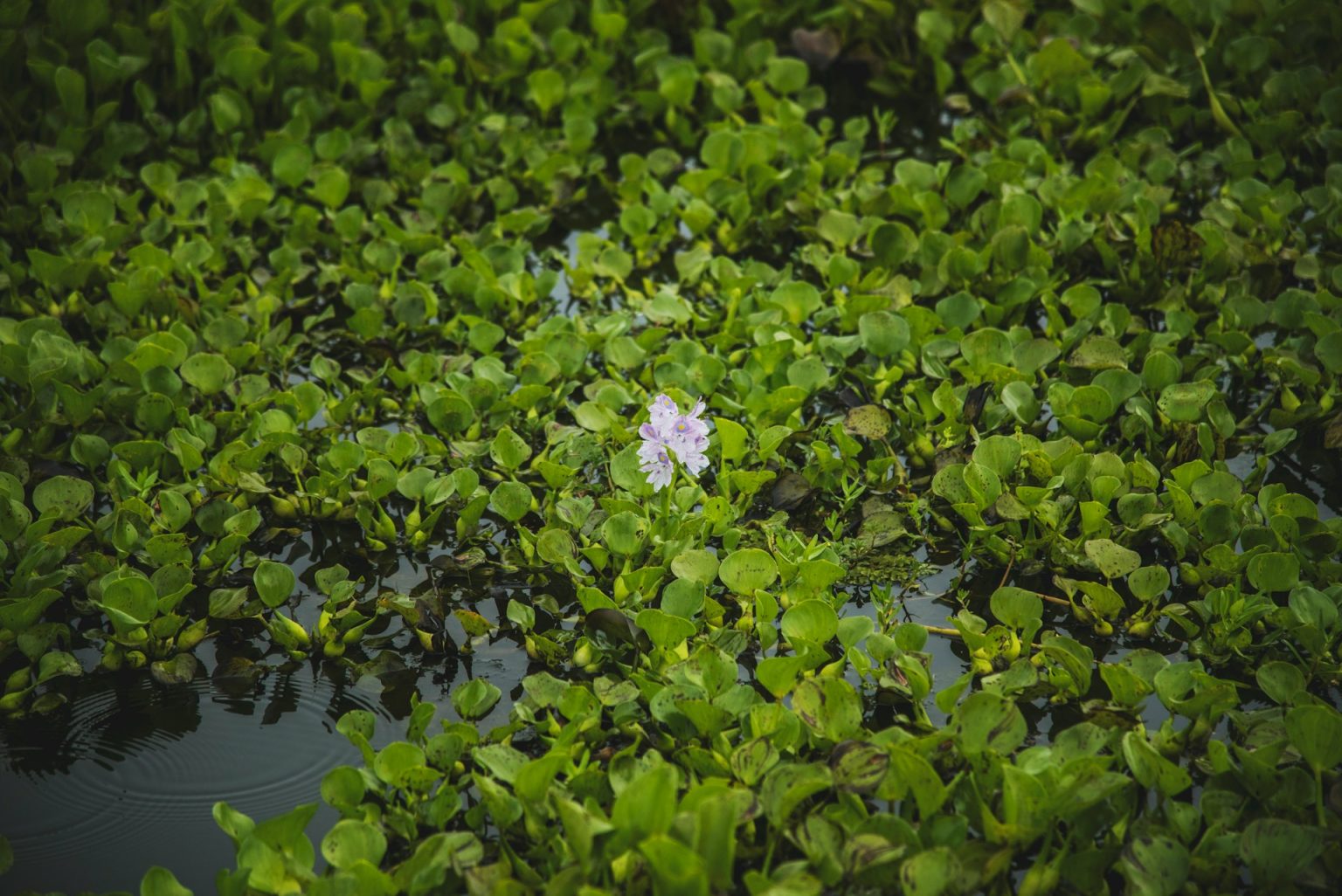Invasive Species Refined: Bioplastics from Water Hyacinth