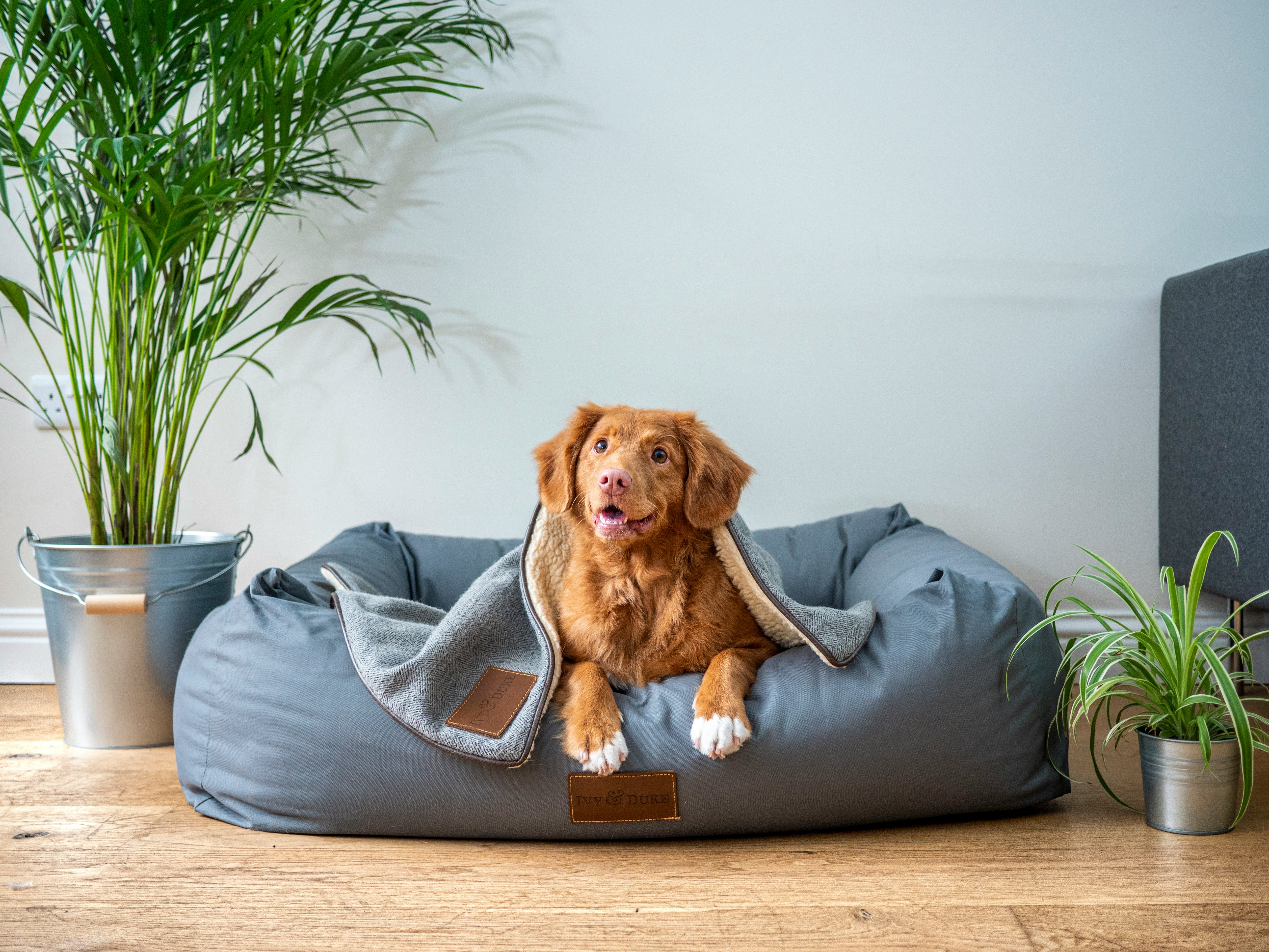 From Waste To Wealth: How One Pet Product Innovator Is Shaping A Sustainable Future