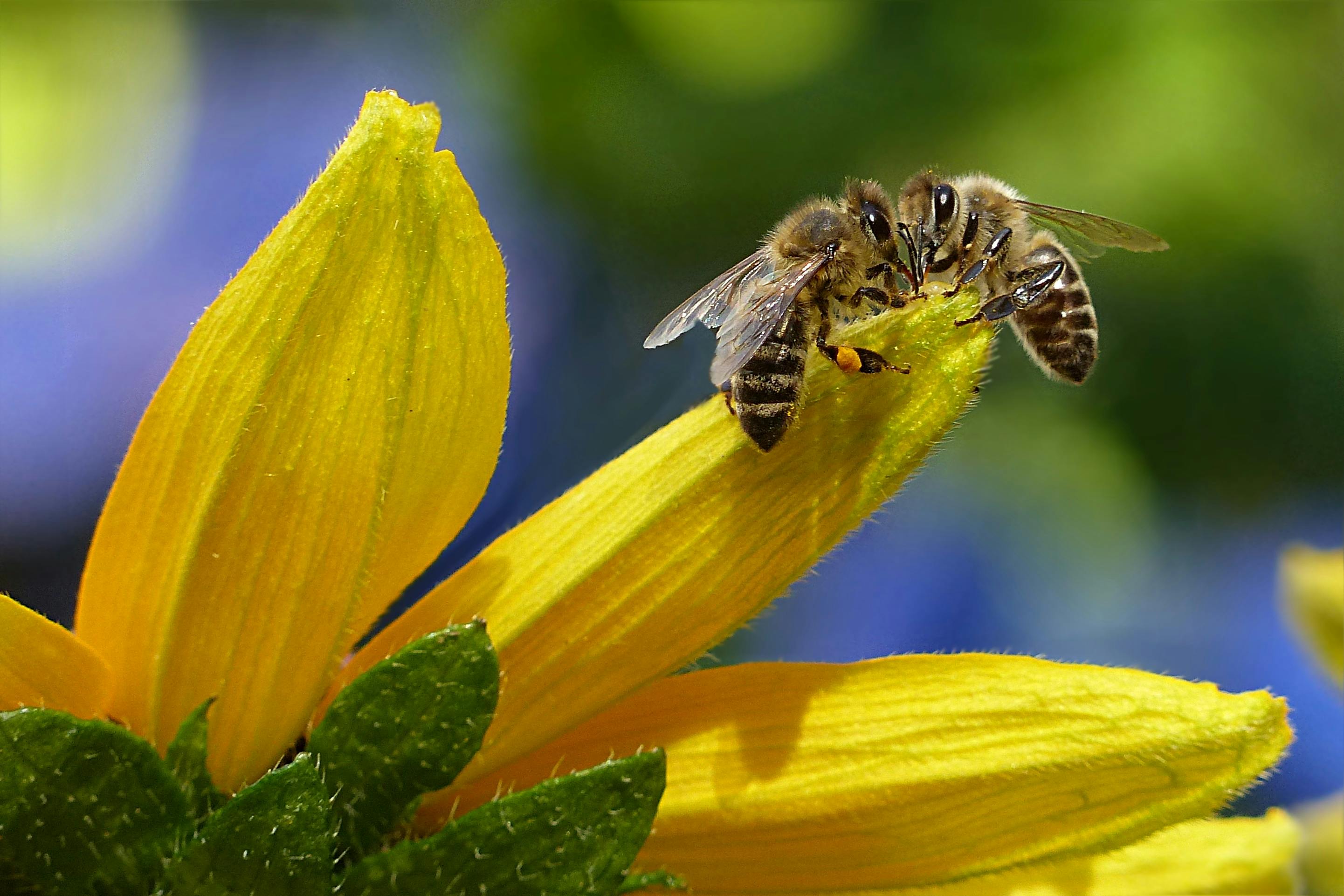 Solar Farms Help Bees: Solar Installations for the Bees